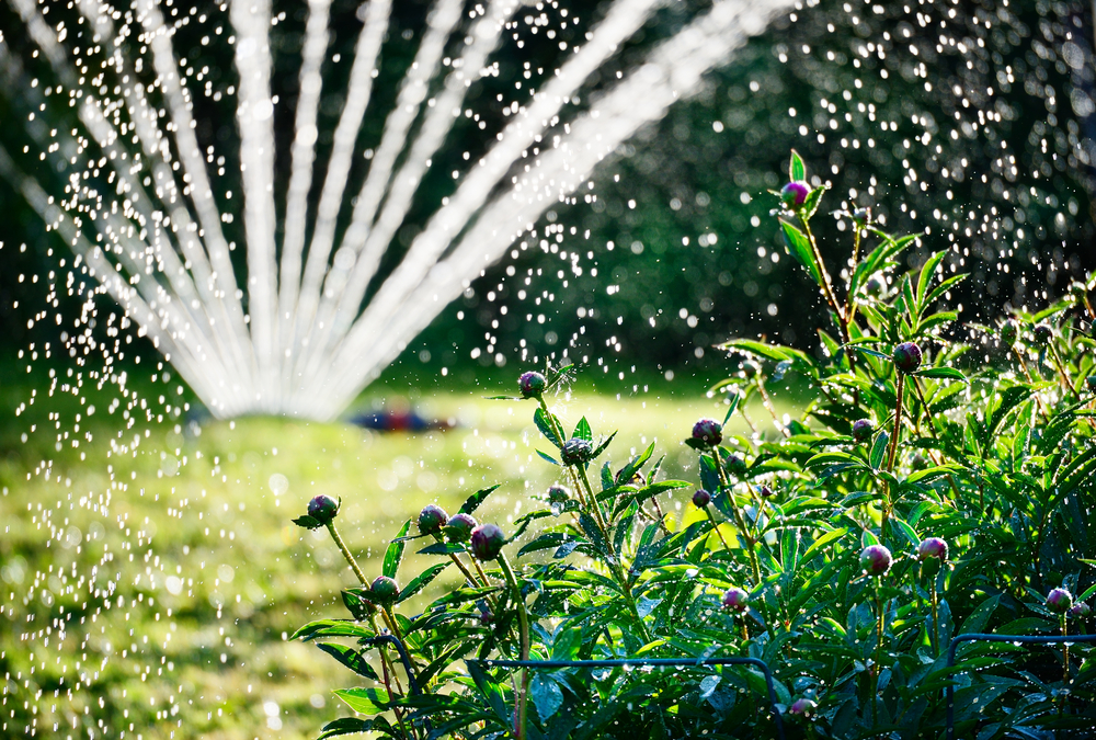 Save Water In Your Garden
