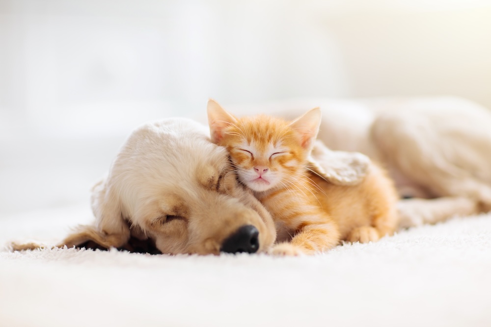 Pet-Friendly Home Buying: What Every Animal Lover Should Know