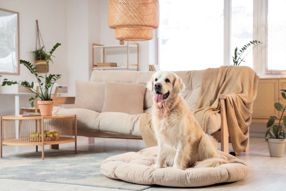Beyond the Backyard: The Essential Pet-Friendly Home Inspection Checklist