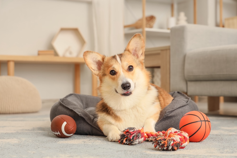The Most In-Demand Pet-Friendly Home Features Buyers Are Searching For in 2026